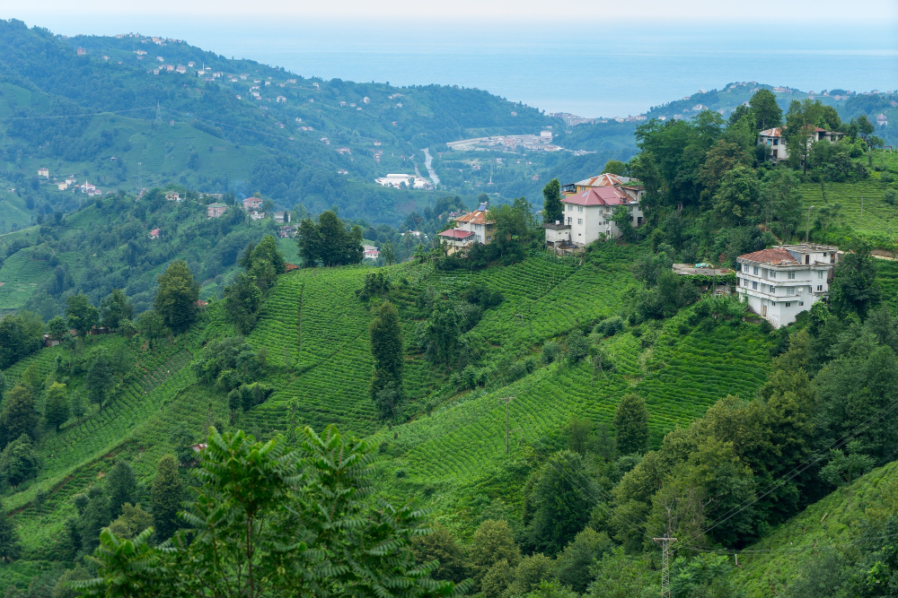 Doğanın Kalbine Yolculuk: 2025 Yazında Karadeniz Yayla Turları ile Serin Bir Tatil