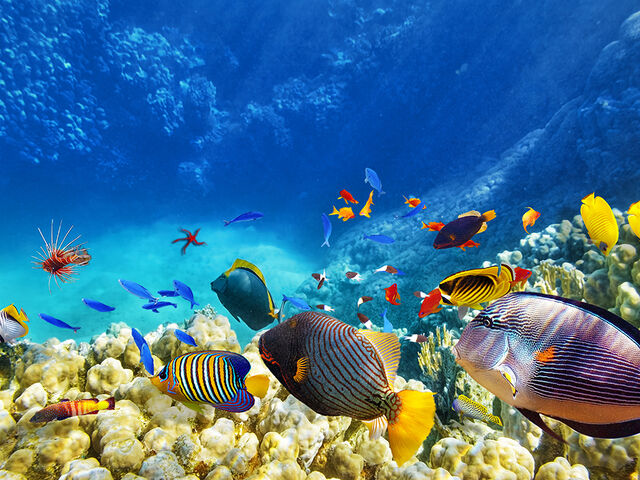 Sharm El Sheikh Kızıldeniz Rotası Türk Hava Yolları İle 5 Gece