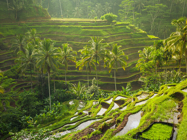 Elegant Bali Turu Etihad Airways İle 5 Gece (Ekstra Turlar Dahil)