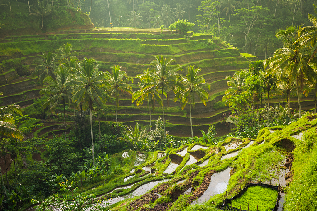 Elegant Bali Turu Etihad Airways İle 5 Gece (Ekstra Turlar Dahil)