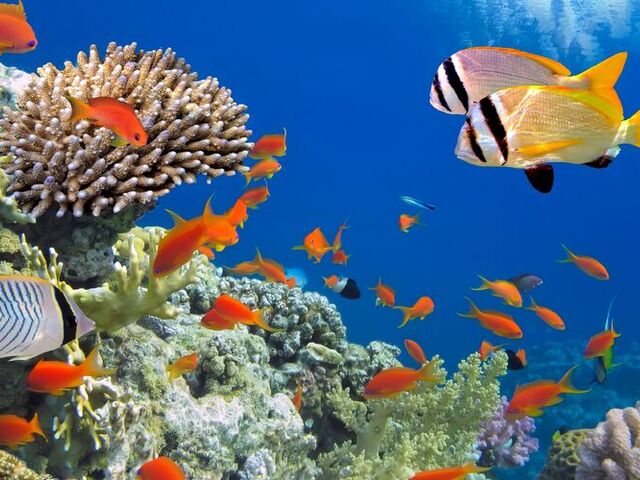 Sharm El Sheikh Kızıldeniz Rotası Türk Hava Yolları İle 6 Gece (Rixos Otelleri)