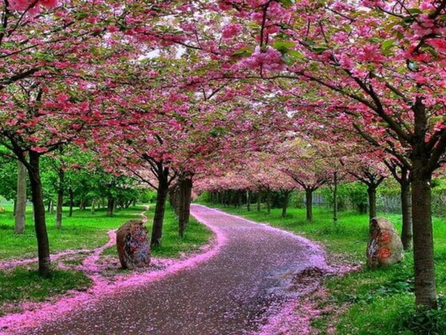 Elegant Japonya All Nippon Hava Yolları İle 6 Gece (Ekstra Turlar Dahil)