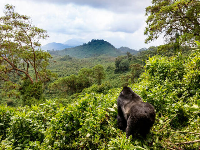 Elegant Uganda Turu Türk Hava Yolları İle 7 Gece (Ekstra Turlar Dahil)